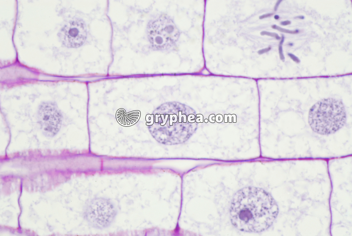 Mitose dans une racine de Blé (cellule en interphase) x200 - gryphea.org